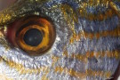 Macro Fish Eye